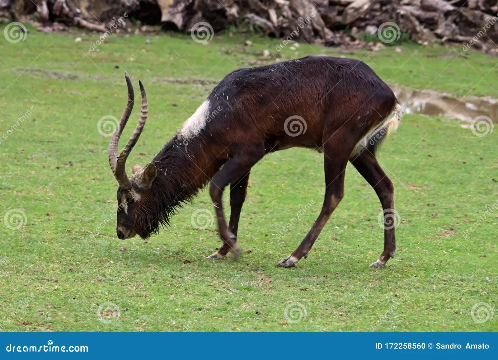 nile-lichi-kobus-megaceros-antelope-lives-flood-areas-southern-sudan-nile-lechwe-kobus-megaceros-male-172258560.jpg