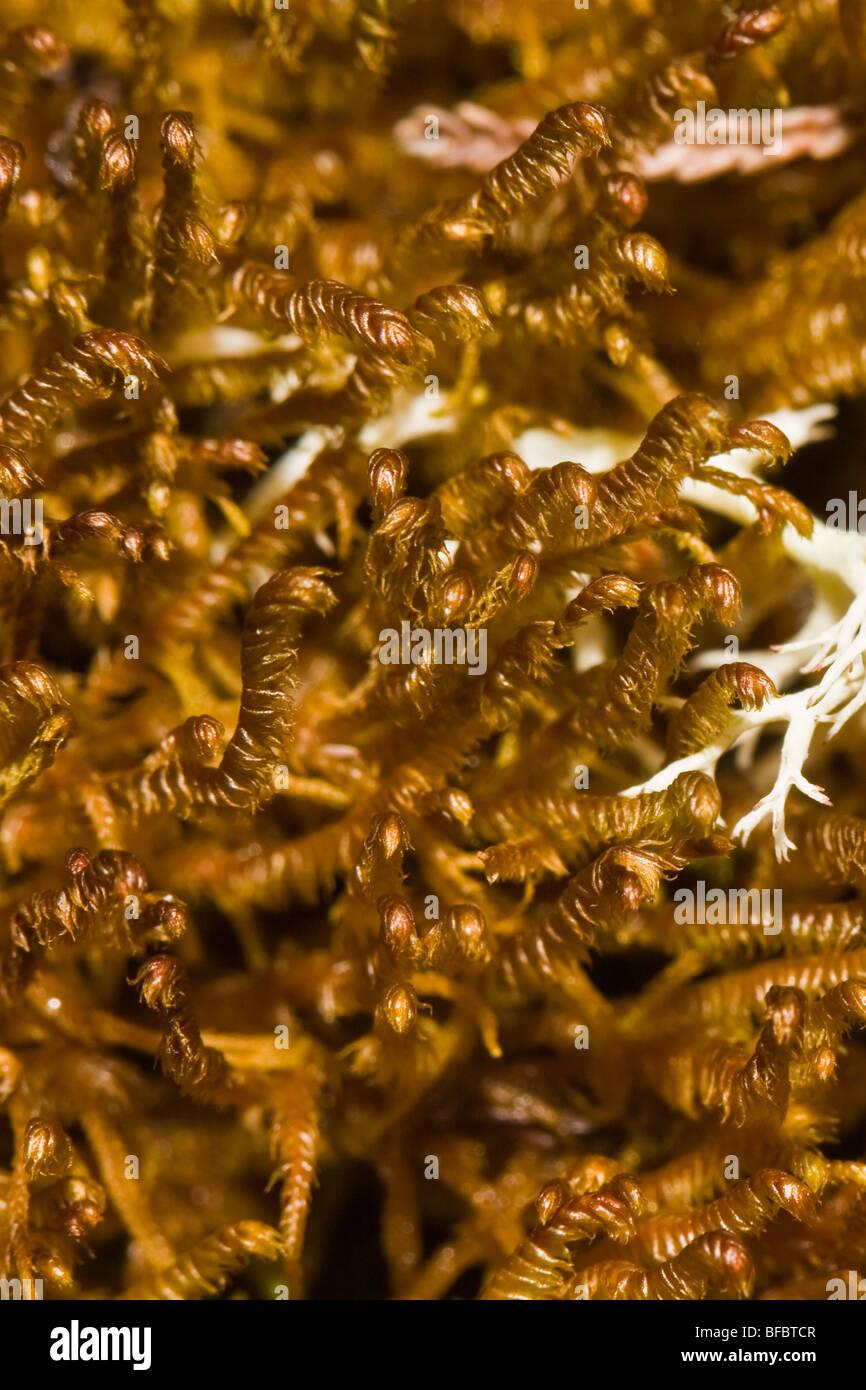 northern-prongwort-herbertus-borealis-BFBTCR.jpg