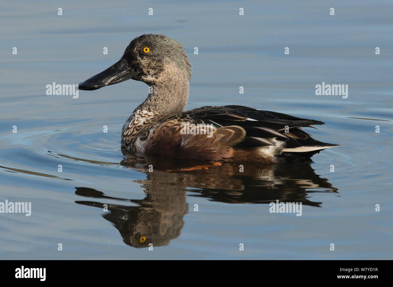 northern-shoveler-anas-clypeata-drake-moulting-from-eclipse-into-full-winter-plumage-leighton-moss-lancashire-uk-october-W7YD1R.jpg
