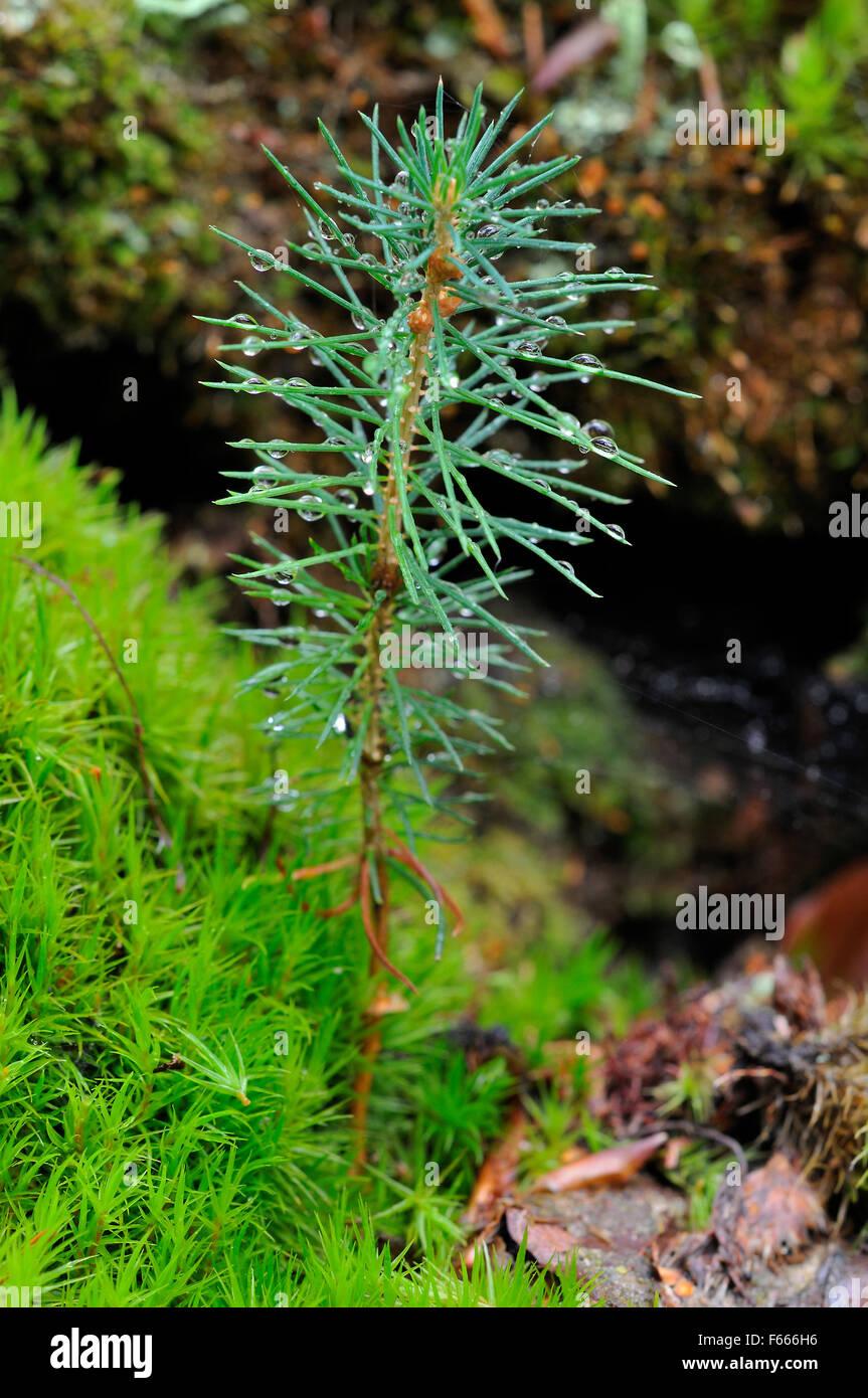 norway-spruce-picea-abies-seedling-growing-amongst-moss-in-the-darer-F666H6.jpg