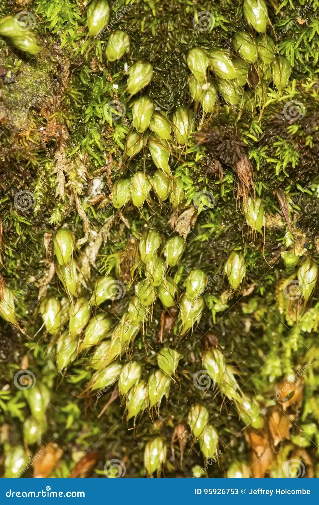 nut-moss-sporophytes-soil-newbury-new-hampshire-diphyscium-foliosum-looking-like-scared-rabbits-grass-according-95926753.jpg