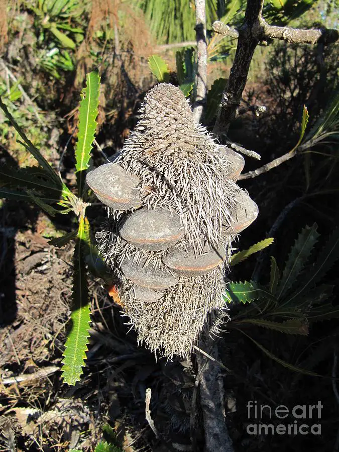 old-man-banksia-integrifolia-bush-walk-evans-head-nsw-rita-blom.jpg