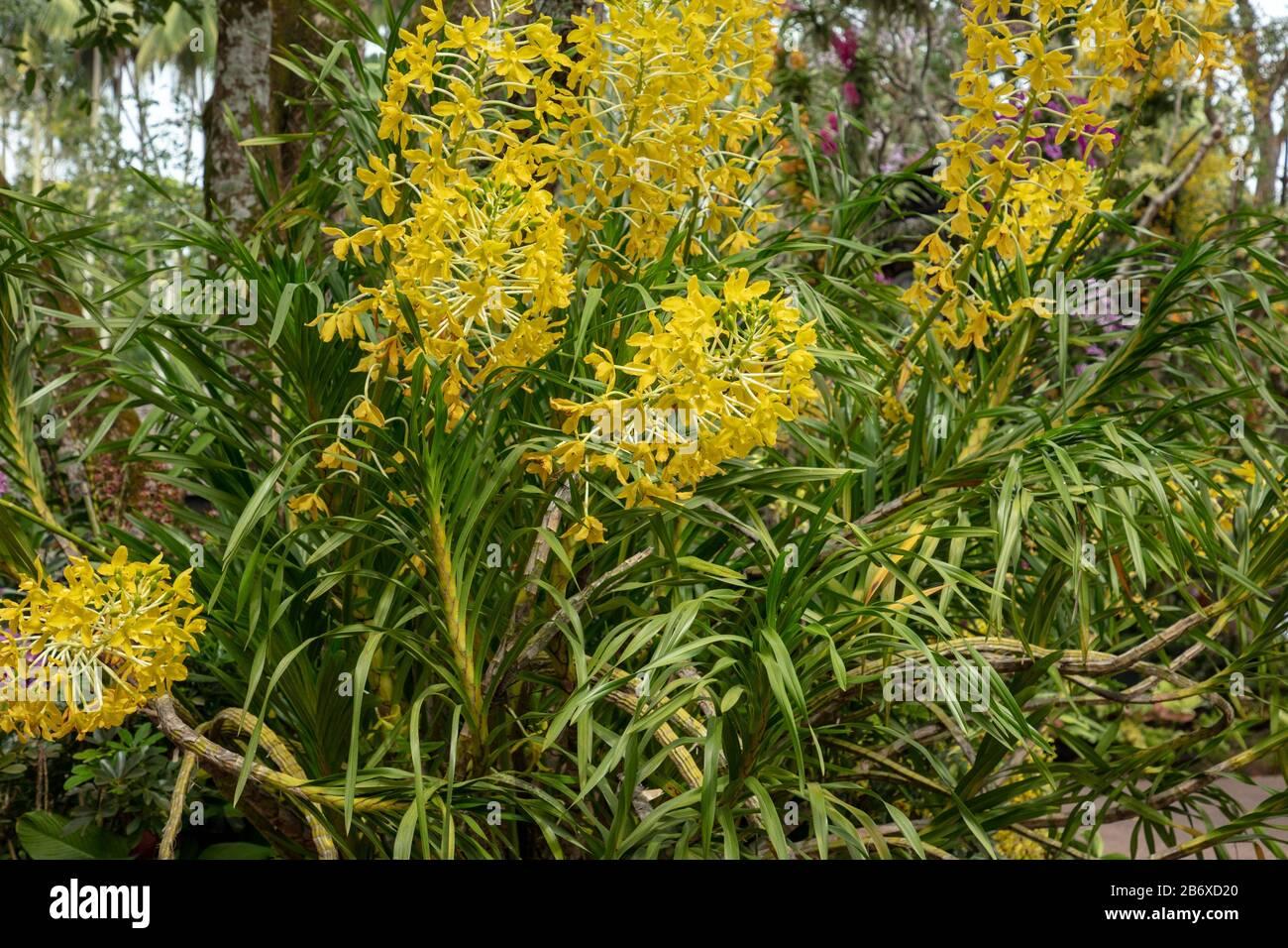 orchid-grammatophyllum-speciosum-seen-outdoors-in-singapore-botanical-garden-2B6XD20.jpg