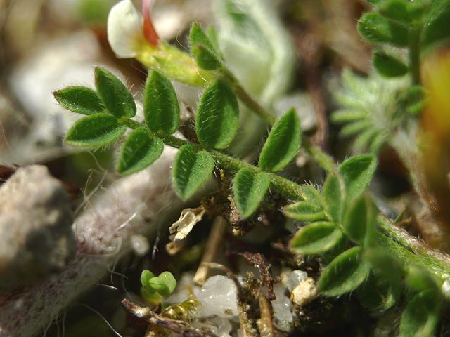 ornithopus_perpusillus_birds_foot_leaf_23-05-09.jpg