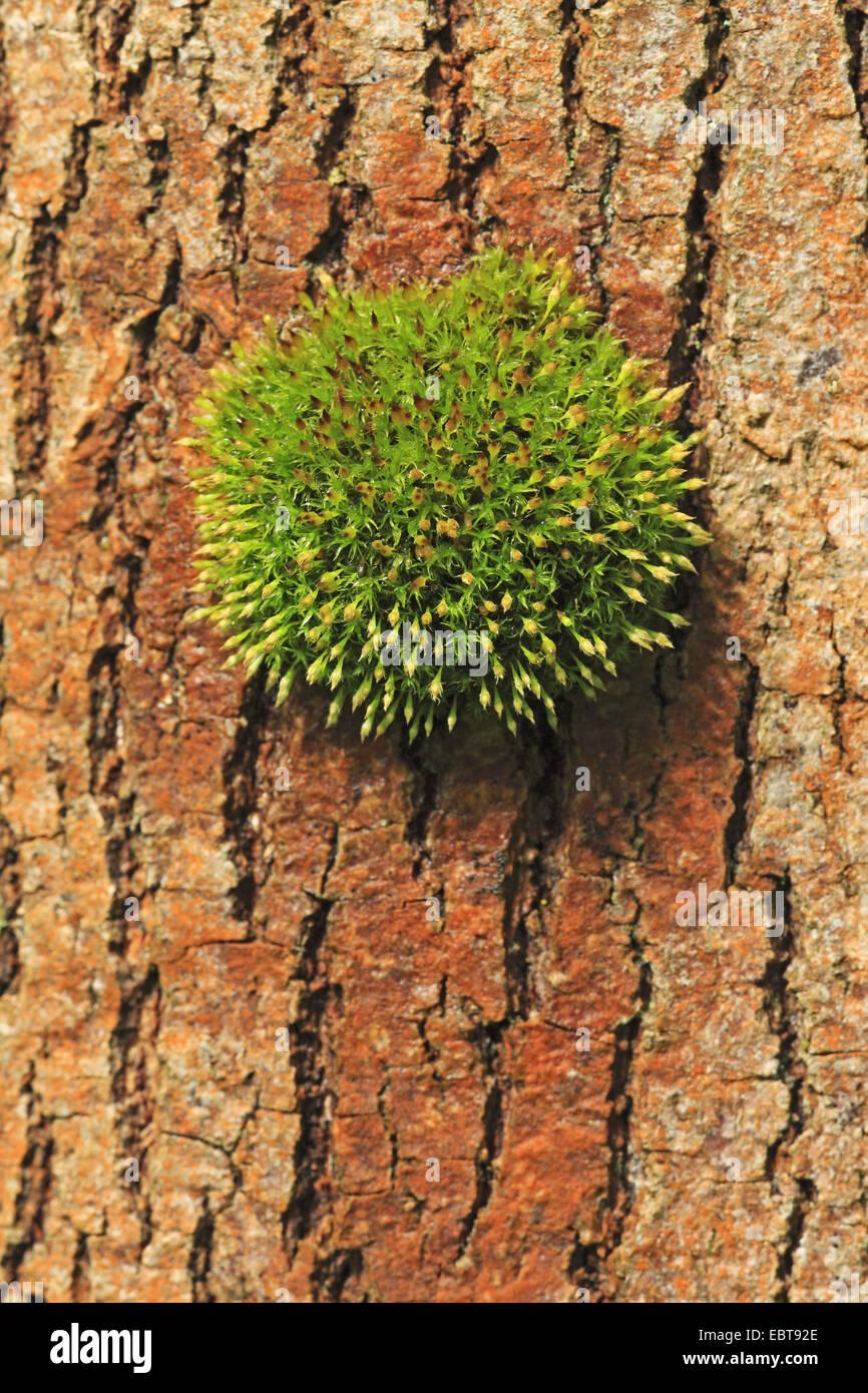 orthotrichum-moss-orthotrichum-affine-at-a-tree-trunk-germany-baden-EBT92E.jpg