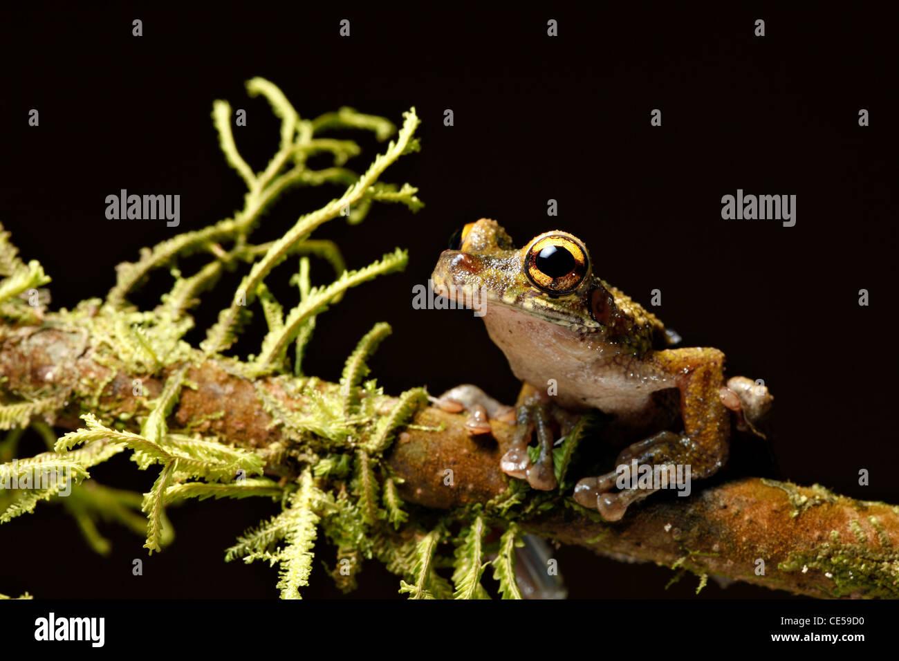 osteocephalus-leprieurii-tree-frog-in-the-amazon-rain-forest-sitting-CE59D0.jpg