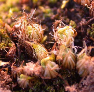 overall-sporophyte-309x300.png