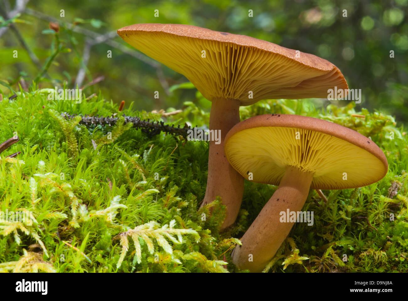 pair-of-plums-and-custard-mushrooms-tricholomopsis-rutilans-growing-D9NJ8A.jpg