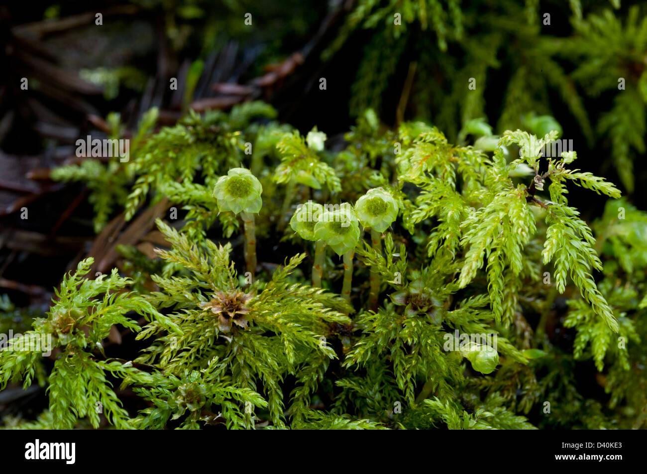 palm-tree-moss-leucolepis-acanthoneuros-female-gametophytes-close-D40KE3.jpg