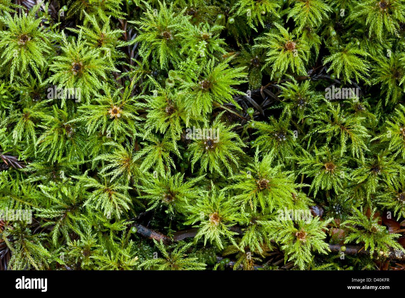 palm-tree-moss-leucolepis-acanthoneuros-male-gametophytes-close-up-D40KFR.jpg