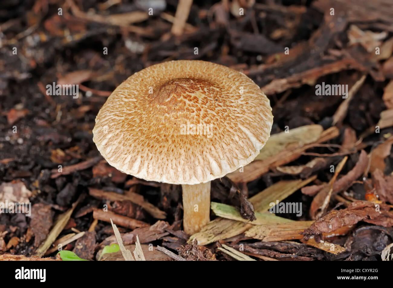 parasol-mushroom-or-gilled-mushroom-lepiota-fulvella-north-rhine-westphalia-CXYR2G.jpg