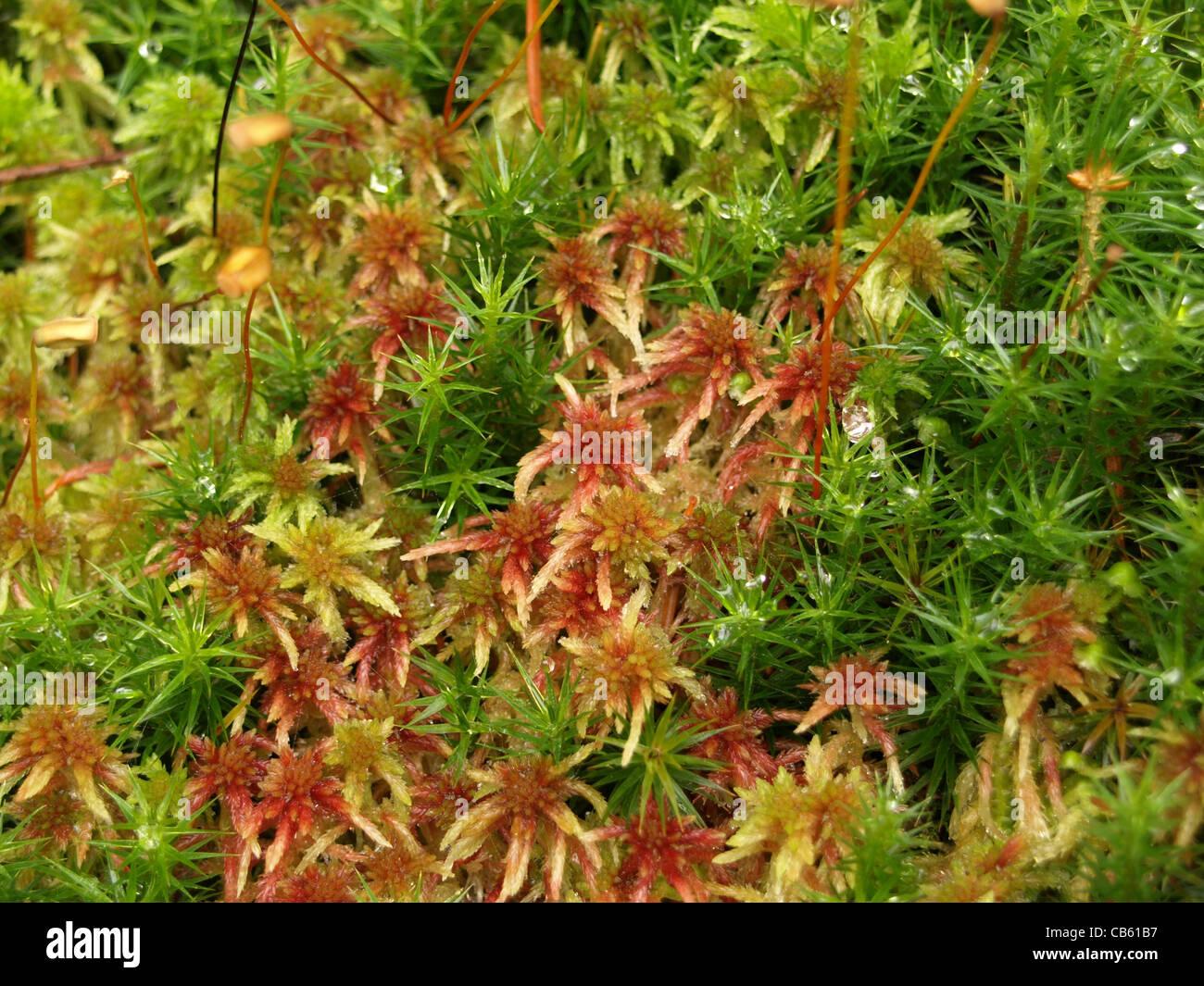 peat-moss-sphagnum-and-haircap-moss-polytrichum-formosum-torfmoos-CB61B7.jpg