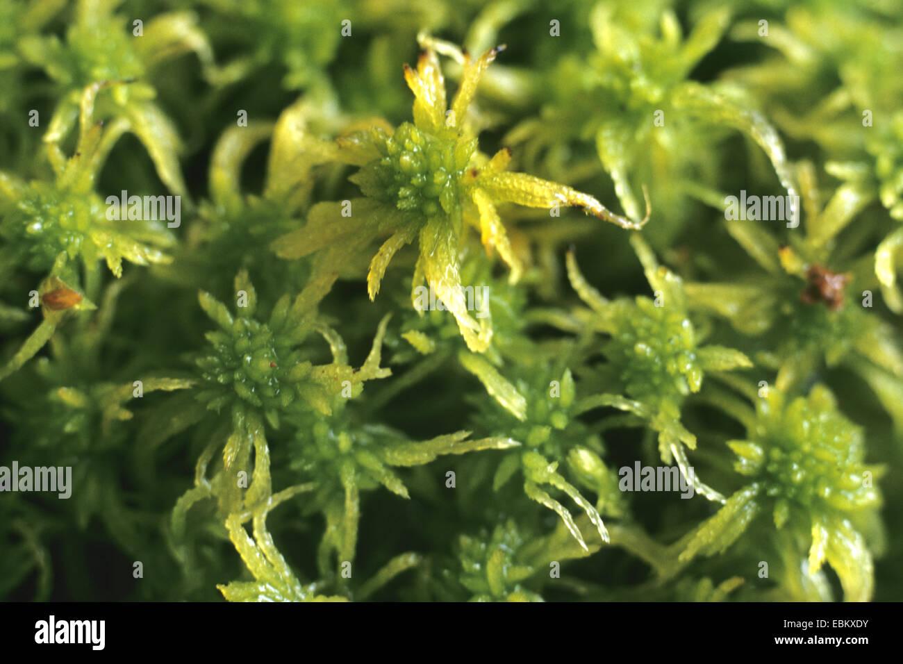 peat-moss-sphagnum-apiculatum-germany-EBKXDY.jpg