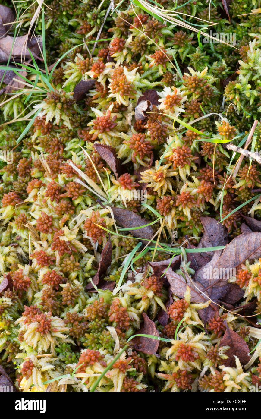 peat-moss-sphagnum-palustre-growing-in-wet-ground-in-a-dartmoor-conifer-ECGJFF.jpg