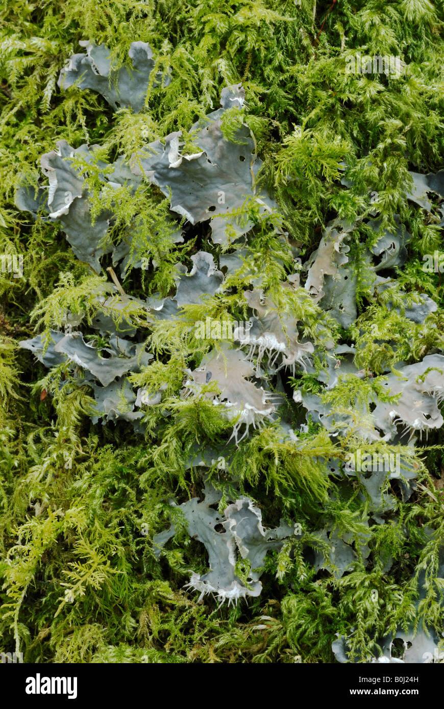 peltigera-canina-dog-lichen-and-moss-neckera-complanata-in-winter-B0J24H.jpg