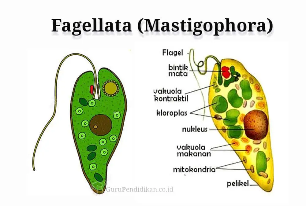 pengertian-fagellata-Mastigophora.jpg