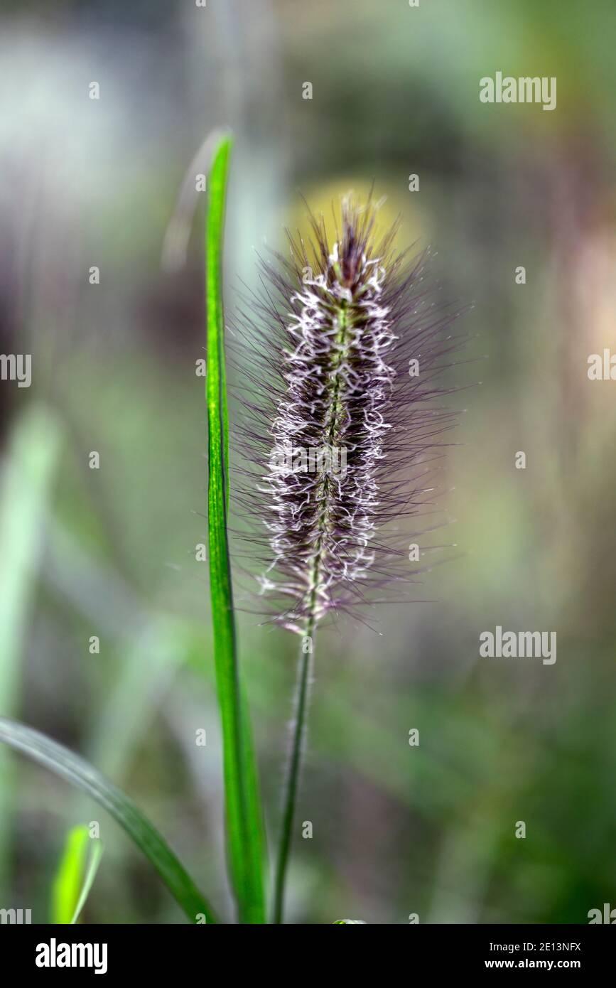 pennisetum-alopecuroides-red-headfountain-grassornamental-grassgrassesred-head-fountain-grassred-hued-bottlebrush-plumesplumerm-floral-2E13NFX.jpg