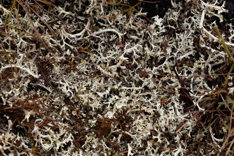 perennial-lichen-alectoria-ochroleuca-perennial-lichen-alectoria-ochroleuca-lichen-alpine-regions-europe-122818127.jpg