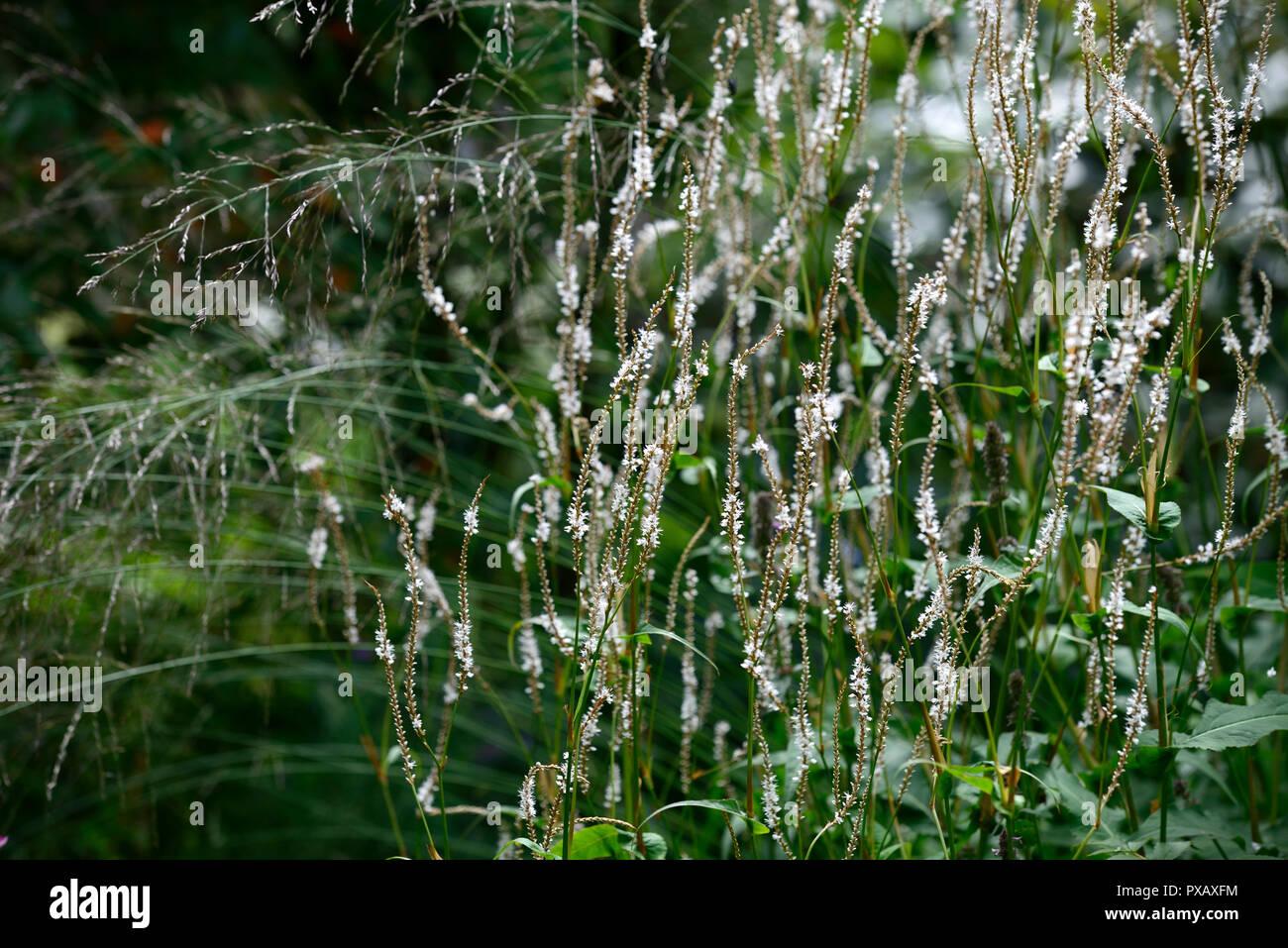 persicaria-amplexicaulis-albawhiteflowerflowersfloweringmixmixedcombinationrm-floral-PXAXFM.jpg