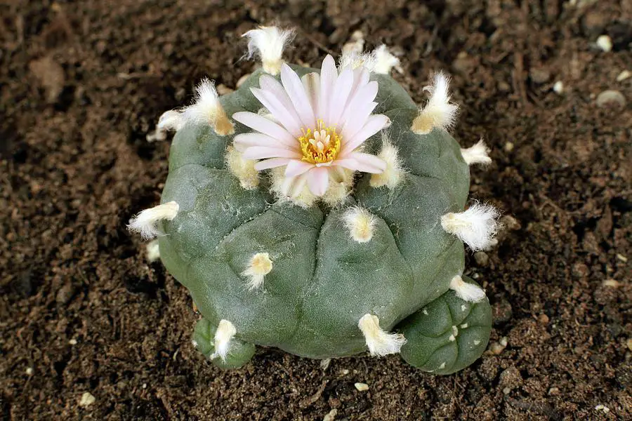 peyote-cactus-lophophora-williamsii-martin-bondscience-photo-library.jpg