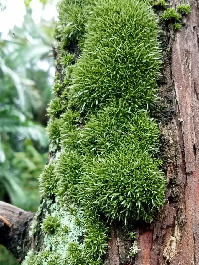 photo-macro-leucobryum-glaucum-commonly-known-as-moss-pin-cushion-265195500.jpg