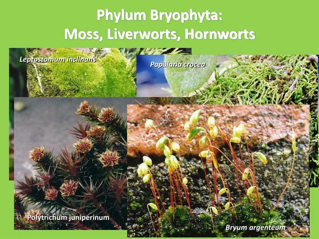 phylum-bryophyta-moss-liverworts-hornworts-l.jpg