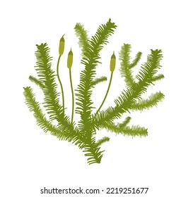 pilesia-moss-pylaisia-polyantha-vector-260nw-2219251677.jpg