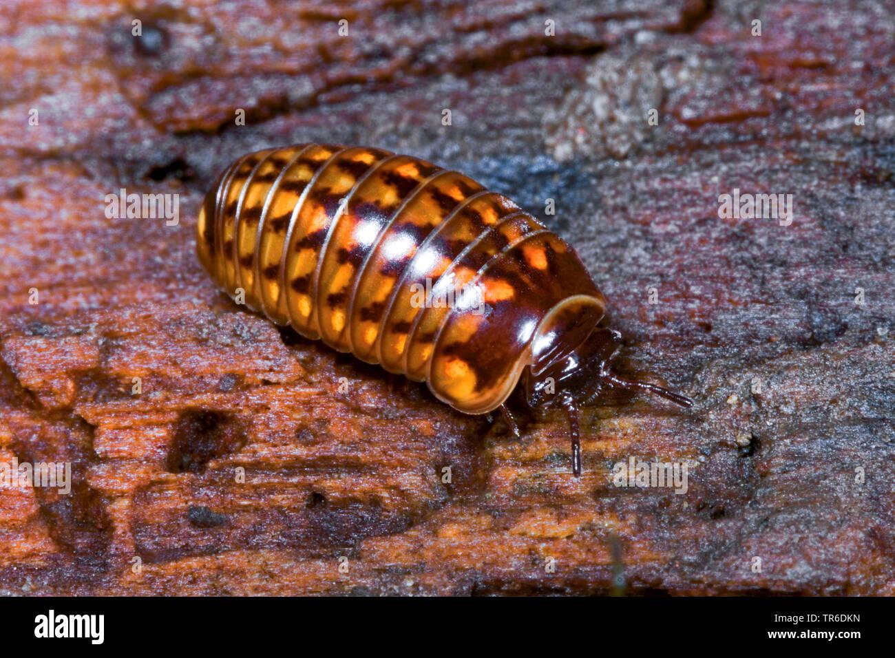 pill-millipede-glomeris-hexasticha-on-wood-germany-TR6DKN.jpg