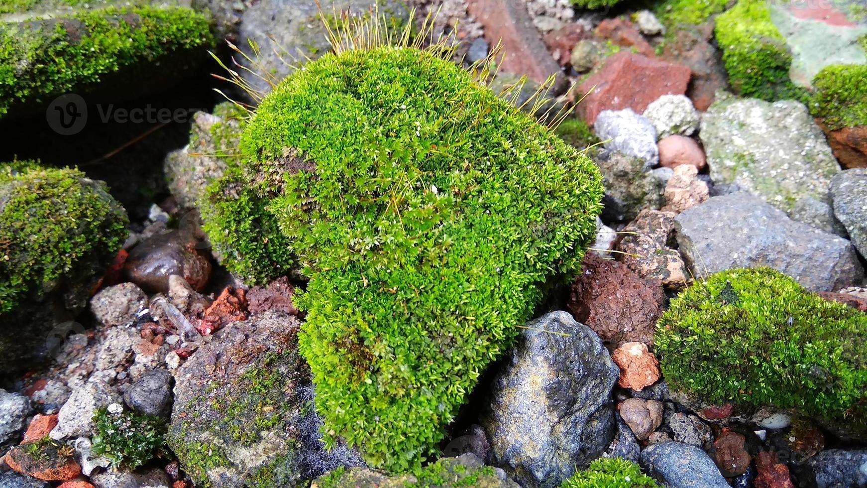 pincushion-moss-leucobryum-glaucum-grows-at-the-rocks-was-taken-in-cirebon-west-java-indonesia-photo.jpg