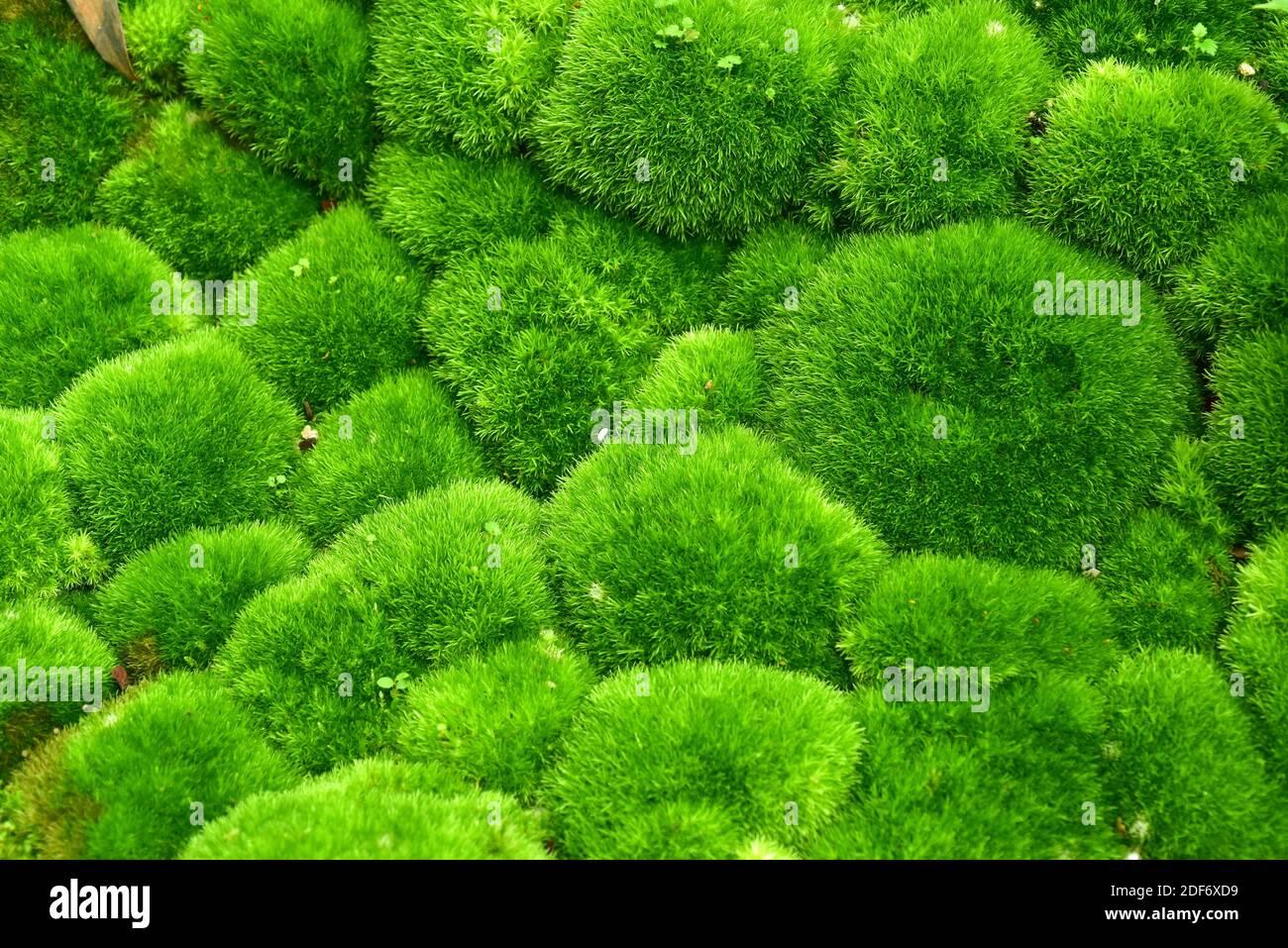 pincushion-moss-leucobryum-glaucum-is-an-evergreen-cushion-moss-2DF6XD9.jpg