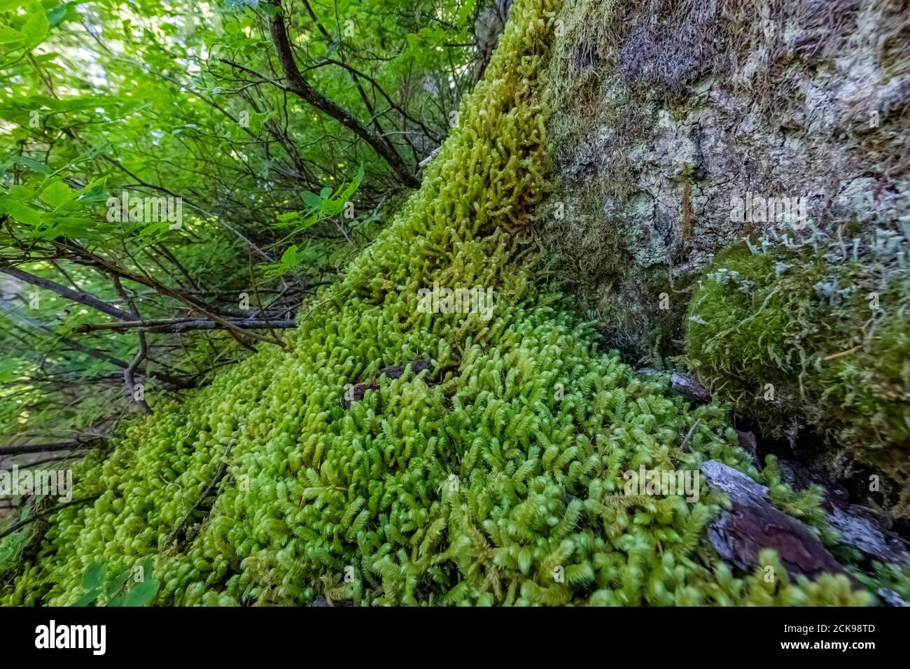 pipe-cleaner-moss-rhytidiopsis-robusta-growing-lushly-on-forest-floor-along-heliotrope-ridge-trail-mount-baker-snoqualmie-national-forest-washingt-2CK98TD.jpg