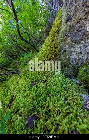 pipe-cleaner-moss-rhytidiopsis-robusta-growing-lushly-on-forest-floor-along-heliotrope-ridge-trail-mount-baker-snoqualmie-national-forest-washingt-2ck9bmh.jpg