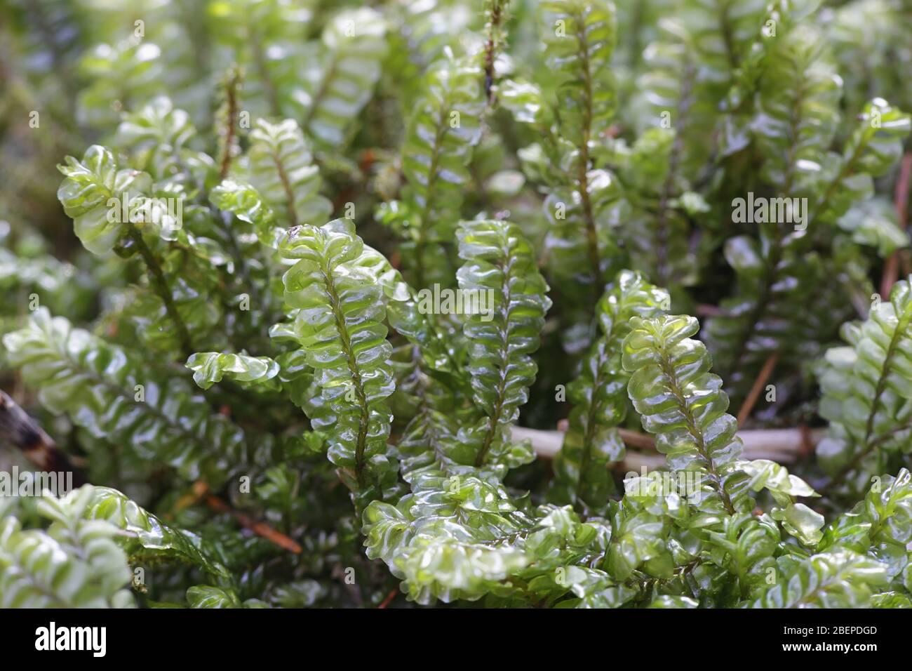 plagiochila-asplenioides-known-as-greater-featherwort-moss-2BEPDGD.jpg