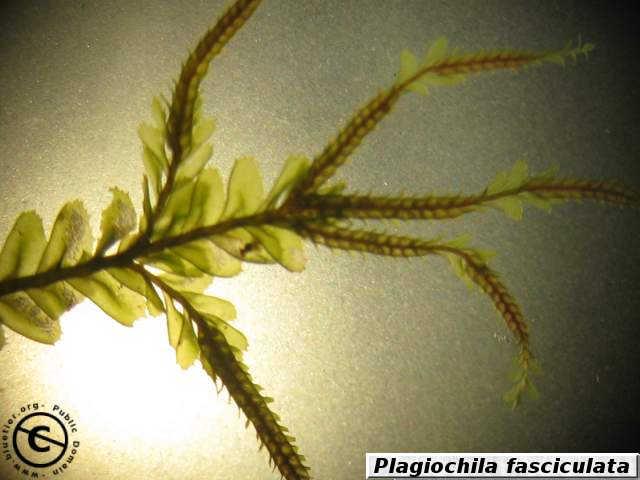 plagiochila-fasciculata-branches.JPG