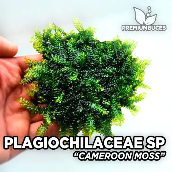 plagiochilaceae-cameroon-moss.jpg