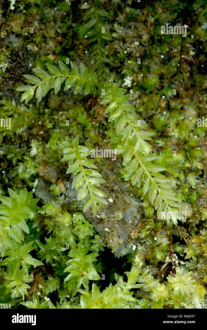 plagiomnium-undulatum-moss-wales-BKJ097.jpg