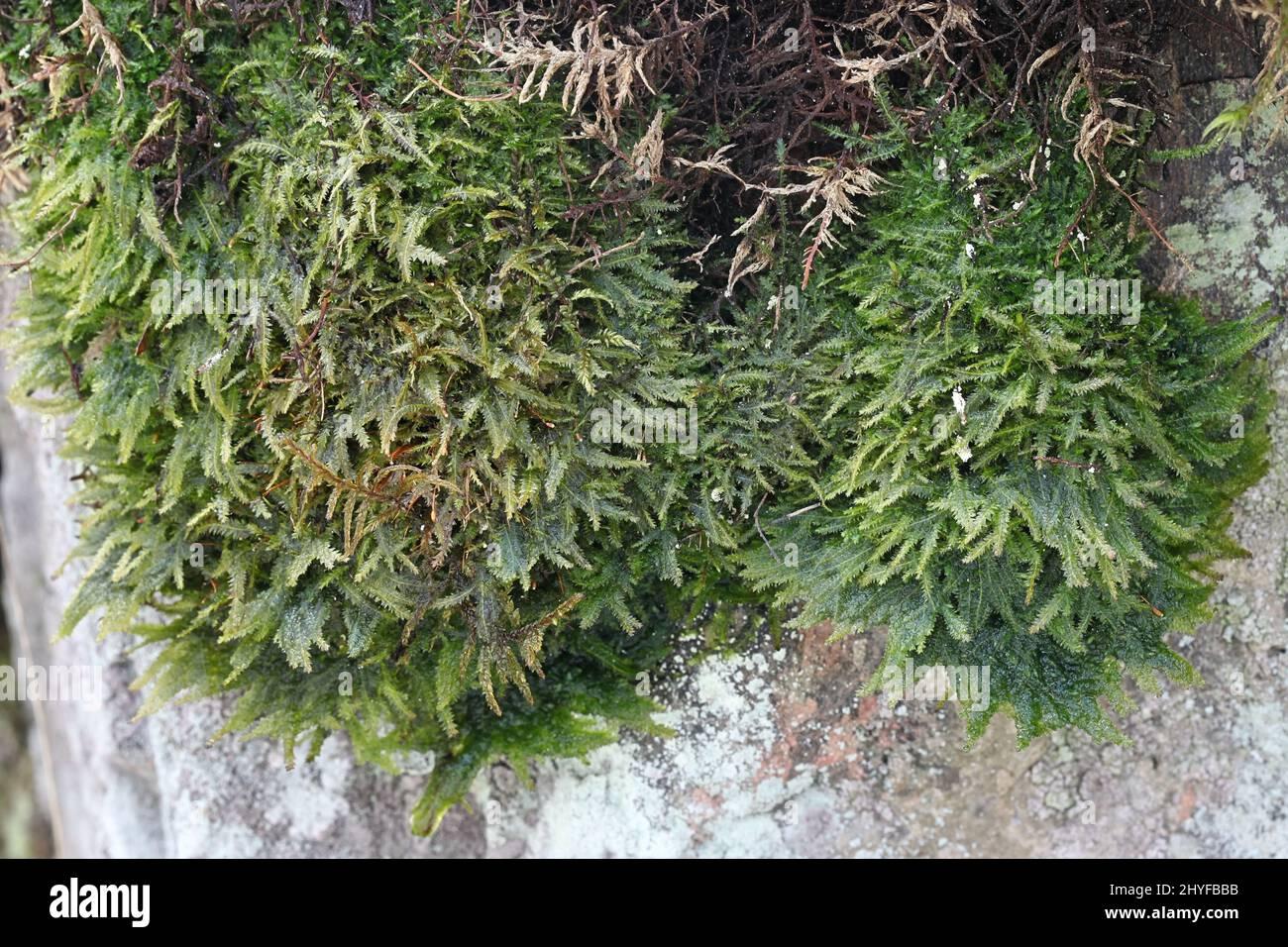plagiothecium-denticulatum-commonly-known-as-toothed-plagiothecium-moss-growing-on-rock-surface-in-finland-2HYFBBB.jpg