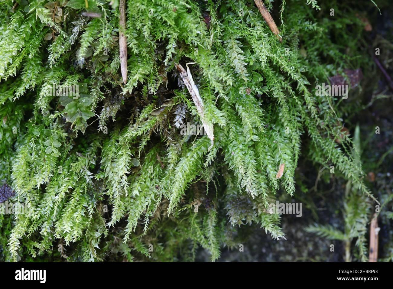 plagiothecium-denticulatum-known-as-dented-silk-moss-or-toothed-plagiothecium-moss-2HBRF93.jpg