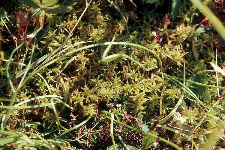 plant-sphagnummoss.jpg