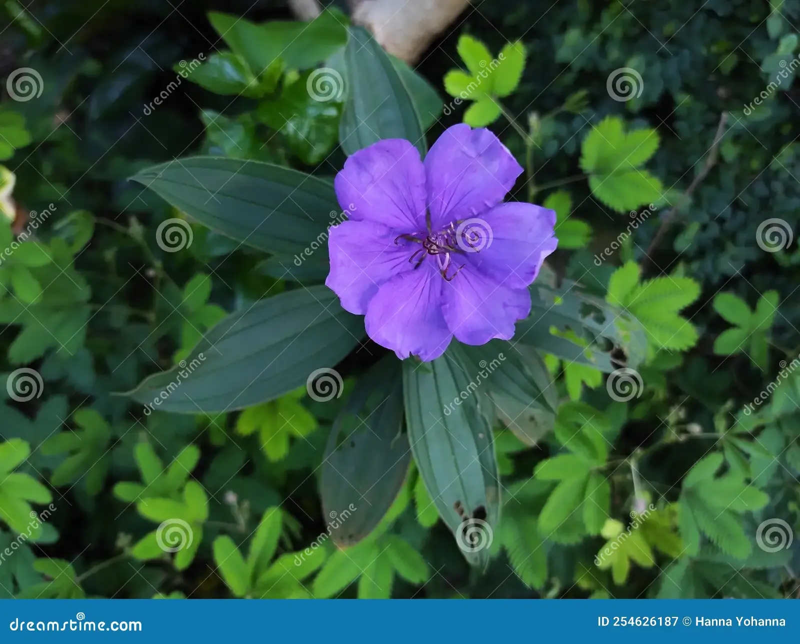 pleroma-urvilleanum-bloom-pleroma-urvilleanum-species-flowering-plant-family-melastomataceae-254626187.jpg