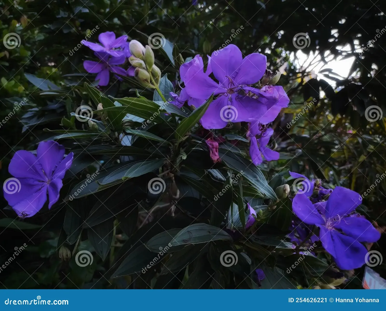 pleroma-urvilleanum-bloom-pleroma-urvilleanum-species-flowering-plant-family-melastomataceae-254626221.jpg