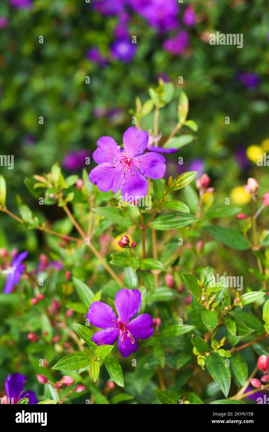 pleroma-urvilleanum-flower-growing-in-da-lat-in-vietnam-2KYN15B.jpg