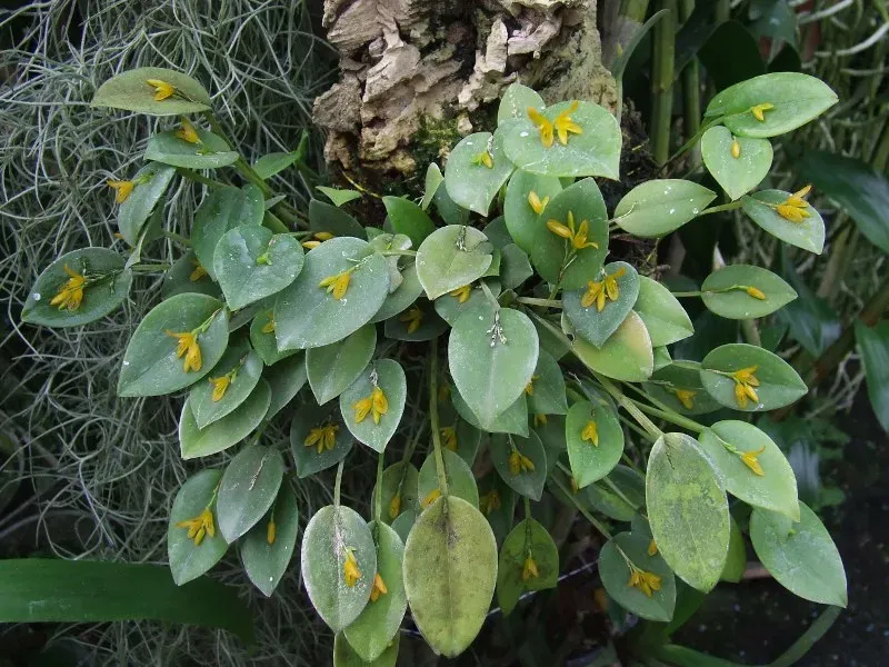 pleutothallis_luteola_pianta.jpg