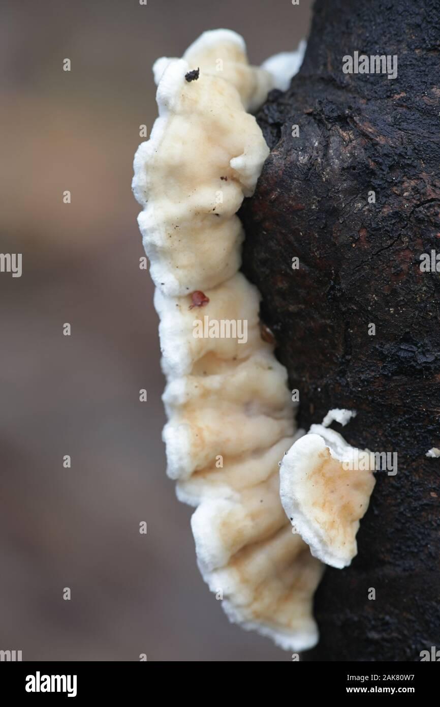 plicatura-nivea-an-incertae-sedis-fungus-with-respect-to-taxonomic-placement-2AK80W7.jpg