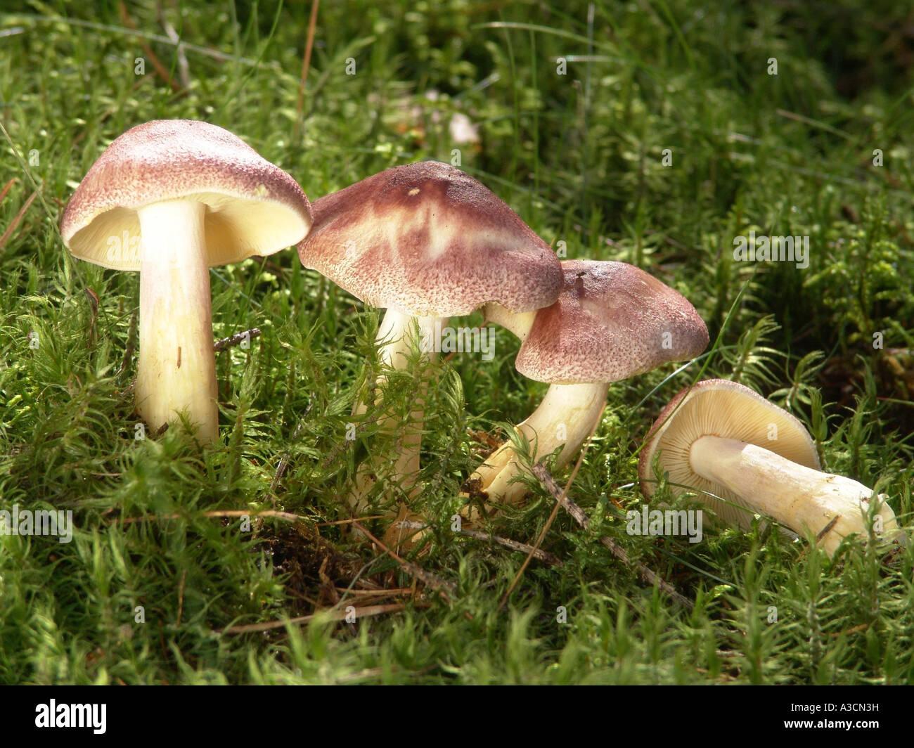 plums-and-custard-tricholomopsis-rutilans-fruiting-bodies-between-A3CN3H.jpg