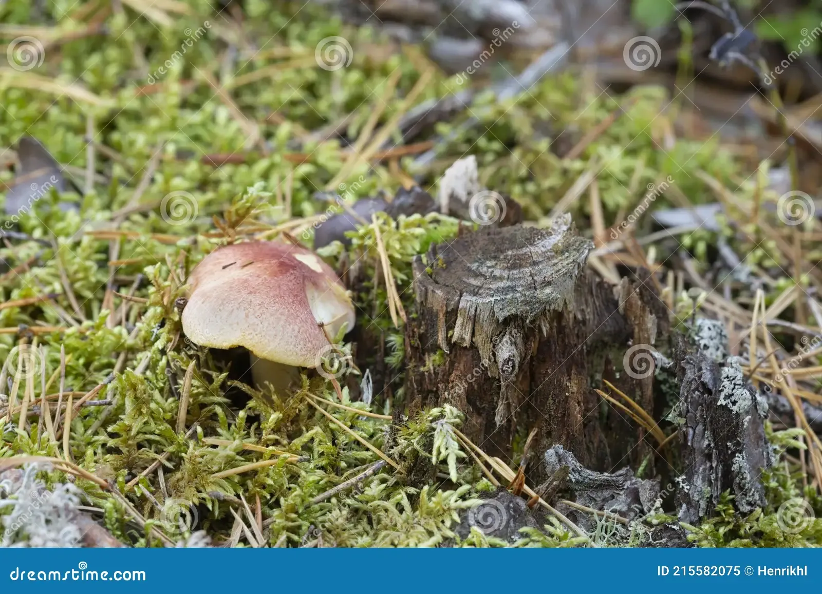 plums-custard-tricholomopsis-rutilans-growing-moss-plums-custard-tricholomopsis-rutilans-growing-moss-215582075.jpg