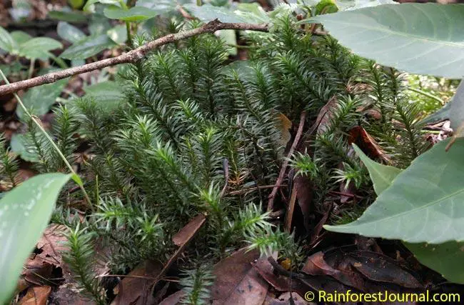 pogonatum-species.jpg