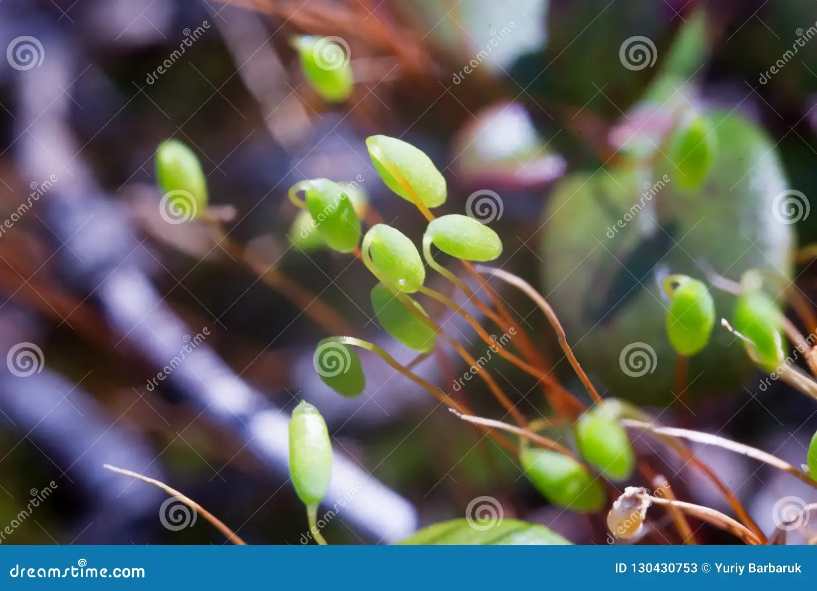 pohlia-nutans-hedw-lindb-mosses-small-flowerless-plants-typically-grow-dense-green-clumps-mats-often-damp-shady-130430753.jpg