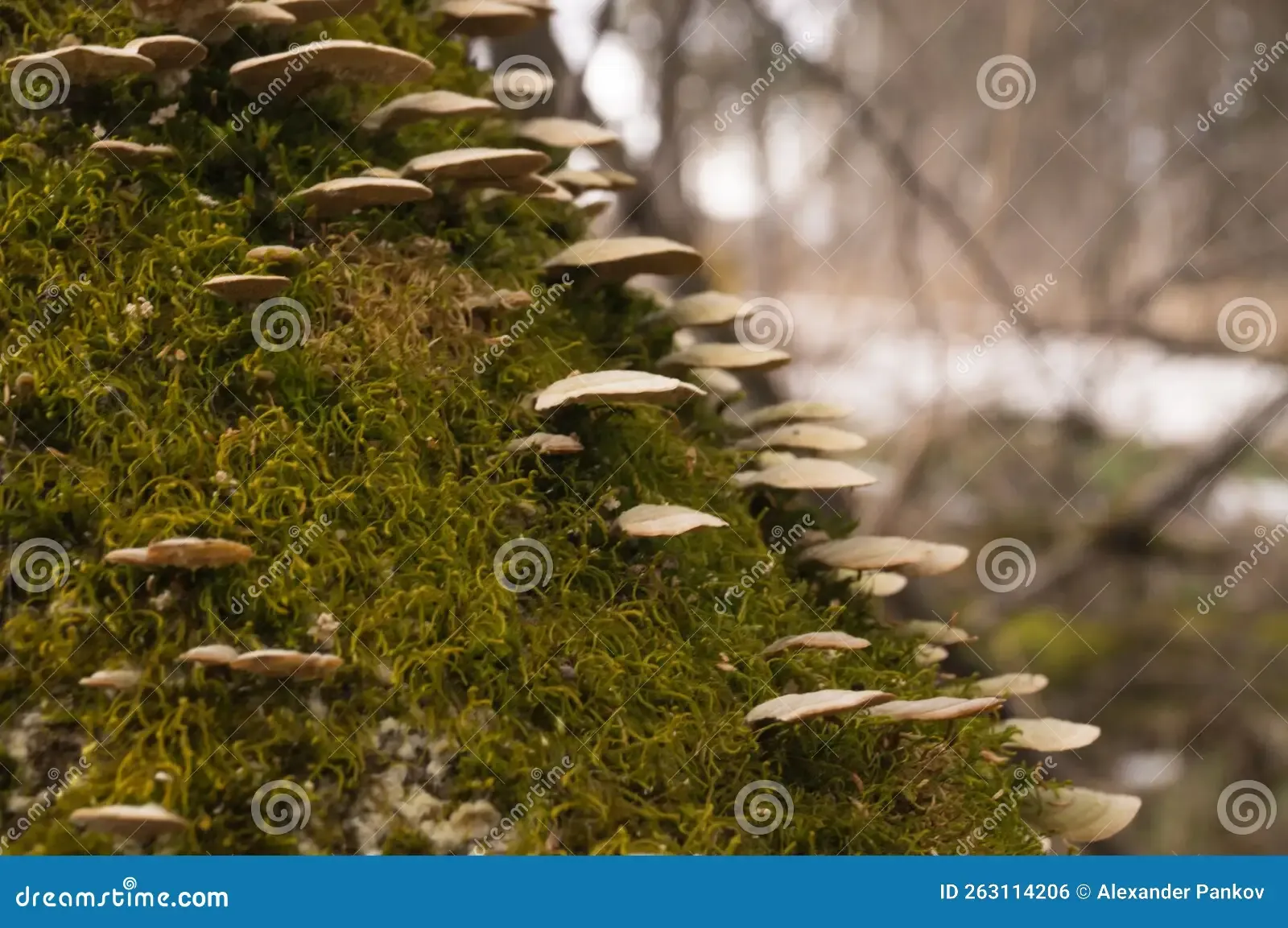 polypore-mushrooms-grow-tree-stump-covered-green-moss-maybe-trametes-gibbosa-263114206.jpg