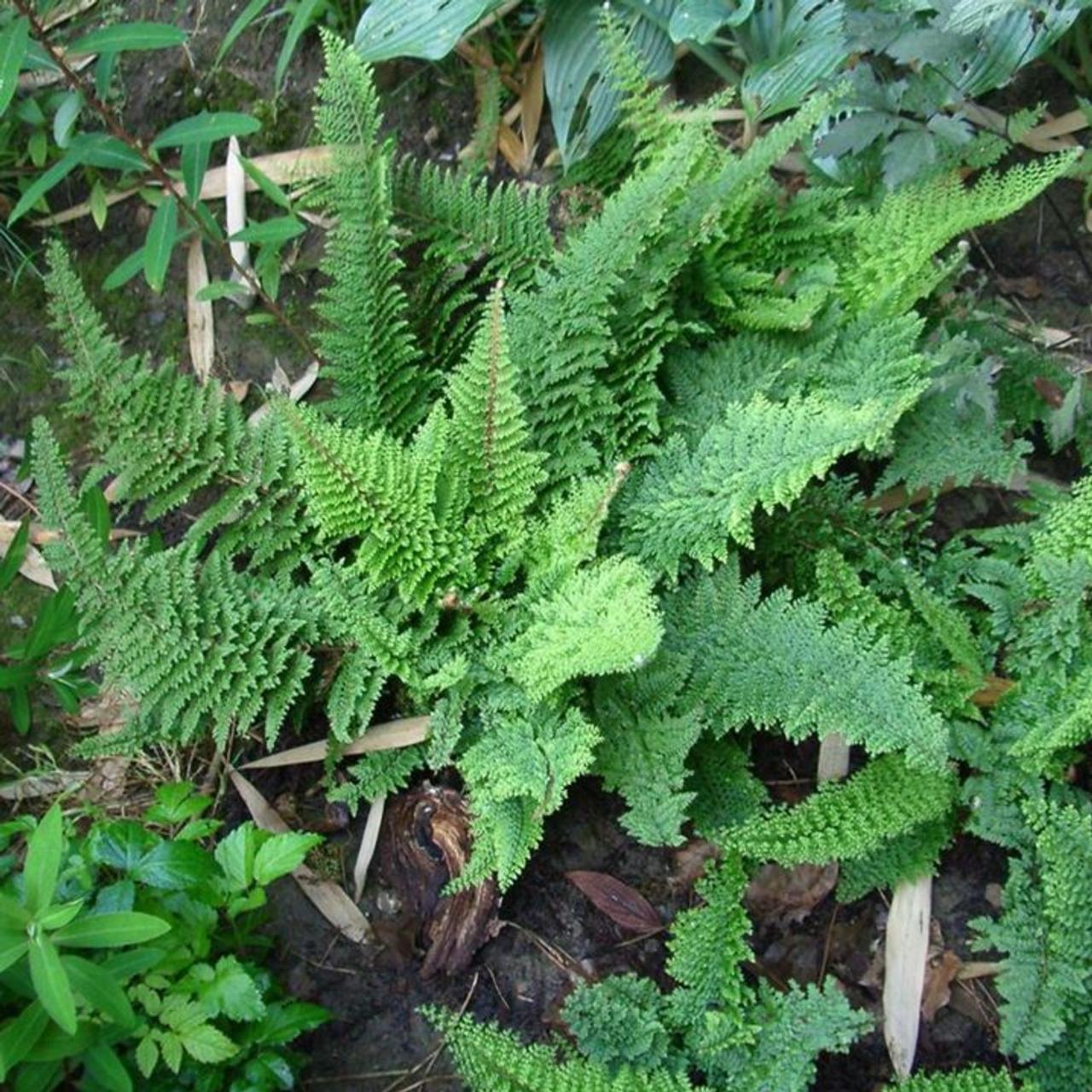 polystichum-setiferum-plumosum-densum.jpeg